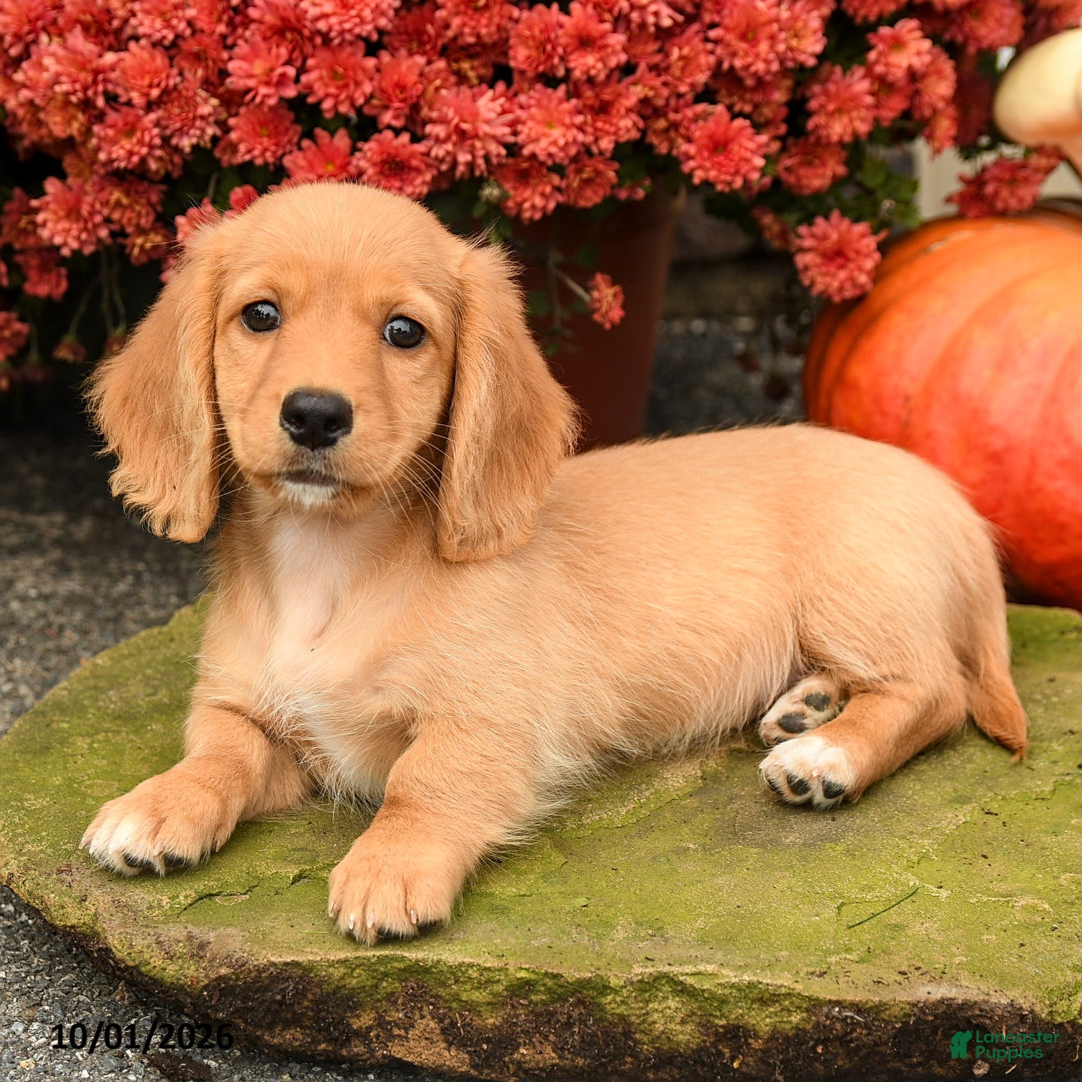 Miniature Dachshund dogs Apple - Ad 2