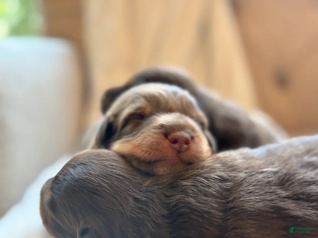 Australian Shepherd dogs for sale: Australian Shepherd 4 - Ad 1