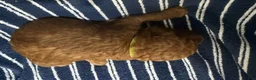 Goldendoodle dogs for sale: 💛 Mr. Yellow - Ad 1