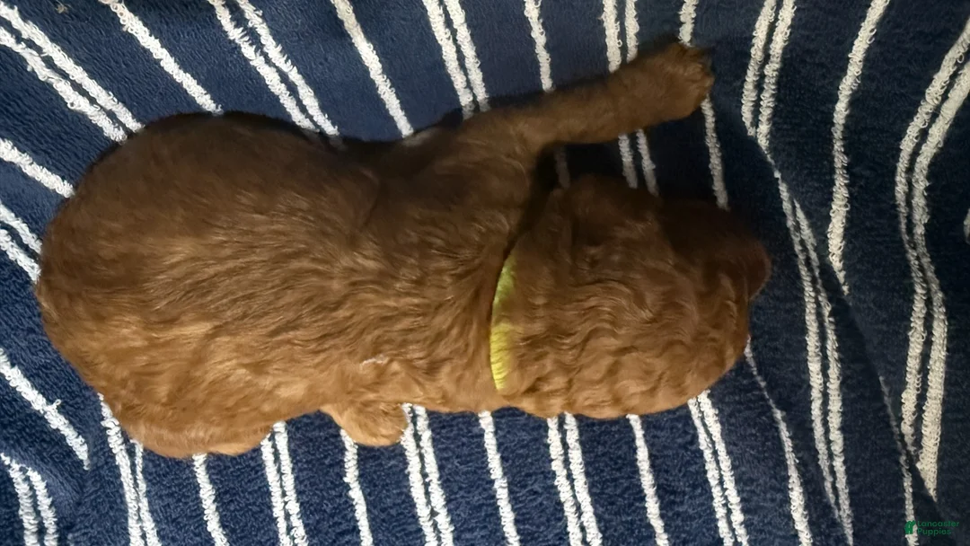 Goldendoodle dogs for sale: 💛 Mr. Yellow - Ad 1