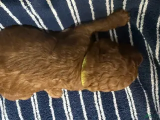 Goldendoodle dogs for sale: đź’› Mr. Yellow - Ad 4
