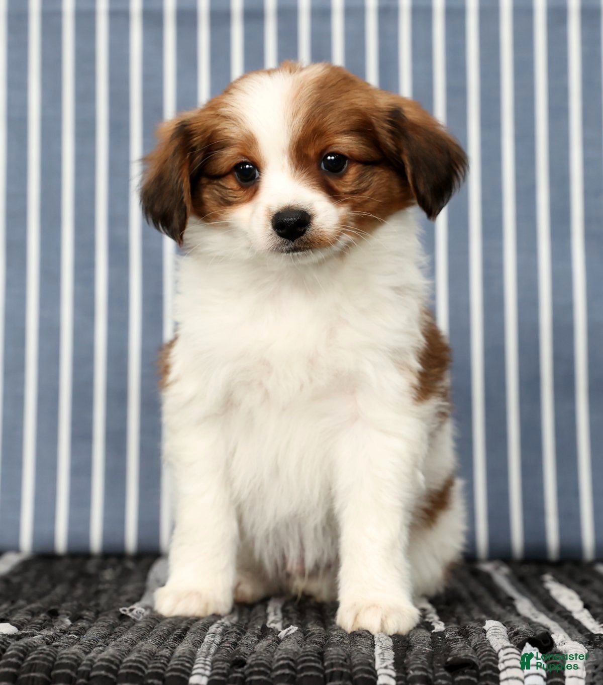 Papillon dogs Matson - Ad 2