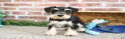 Miniature Schnauzer dogs for sale: Azriel - Ad 6