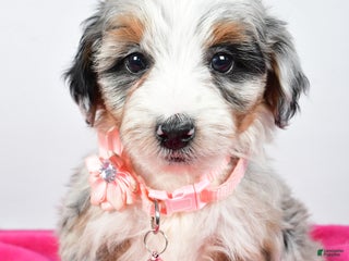 Mini Aussiedoodle dogs - Ad 13