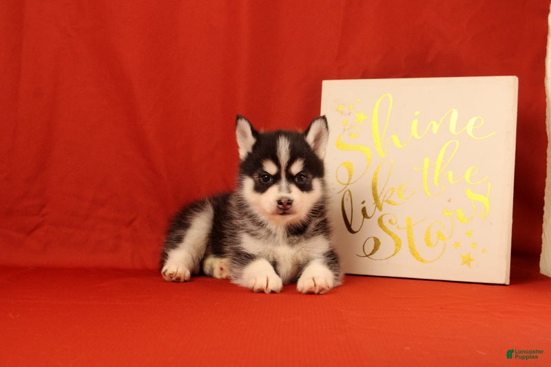 Pomsky dogs Zeke - Ad 2