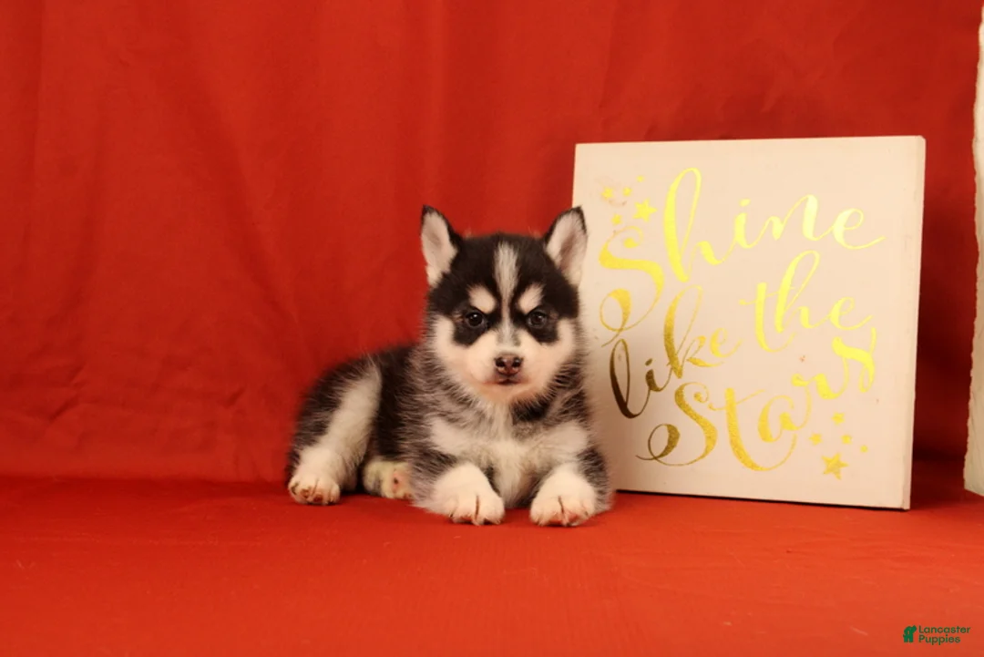 Pomsky dogs for sale: Zeke - Ad 2