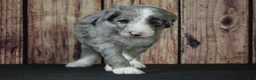 Sheepadoodle dogs for sale: Sheepadoodle Puppy 4 - Ad 2