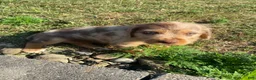 Mixed Breed dogs for sale: Millie - Ad 3