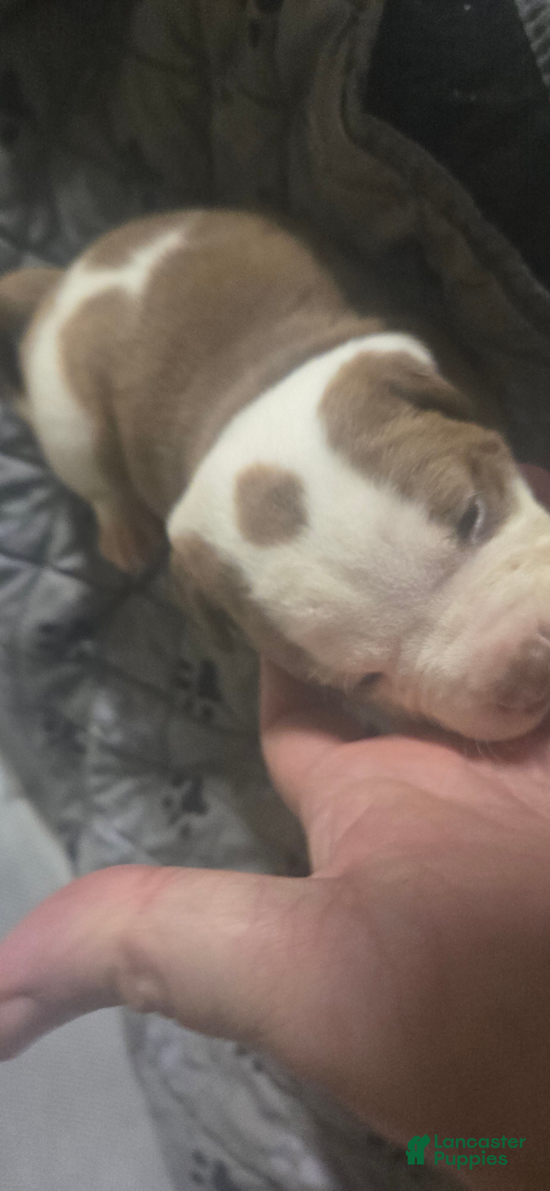 American Bulldog dogs American Bulldog 1 - Ad 2