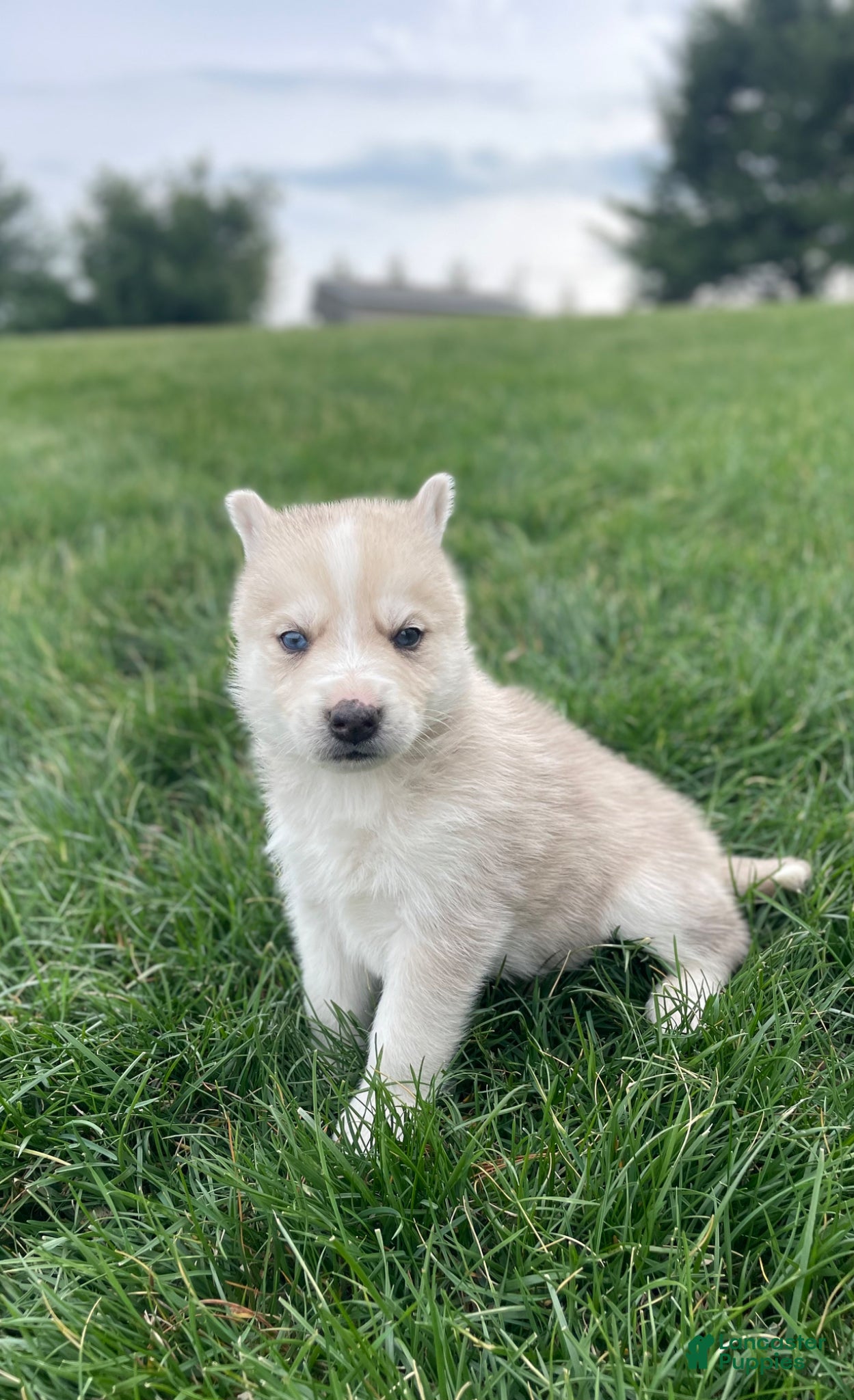 Gerberian Shepsky dogs Oliver  - Ad 2