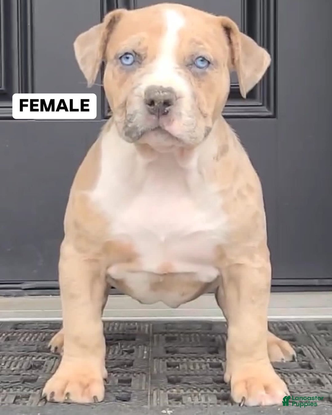 Gallery Image {{count}}