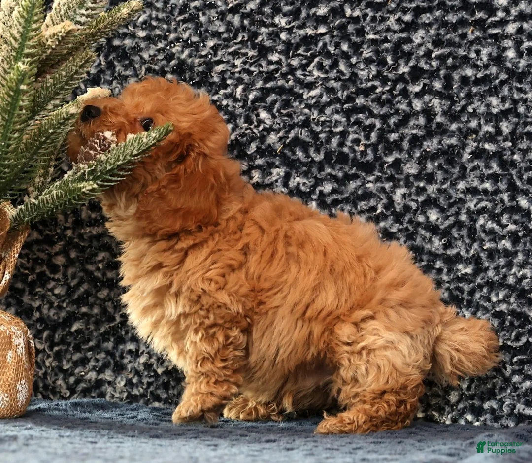 Bichpoo dogs for sale: Frisky - Ad 8