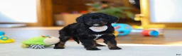 Cavapoo dogs for sale: Star - Ad 4