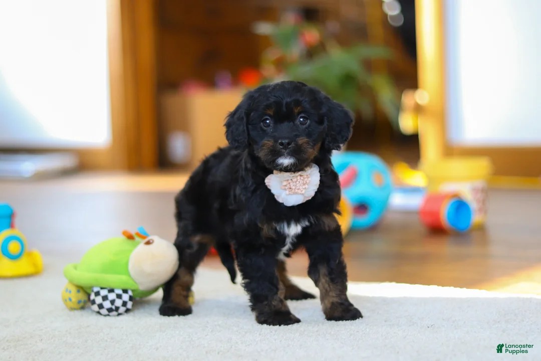 Cavapoo dogs for sale: Star - Ad 4