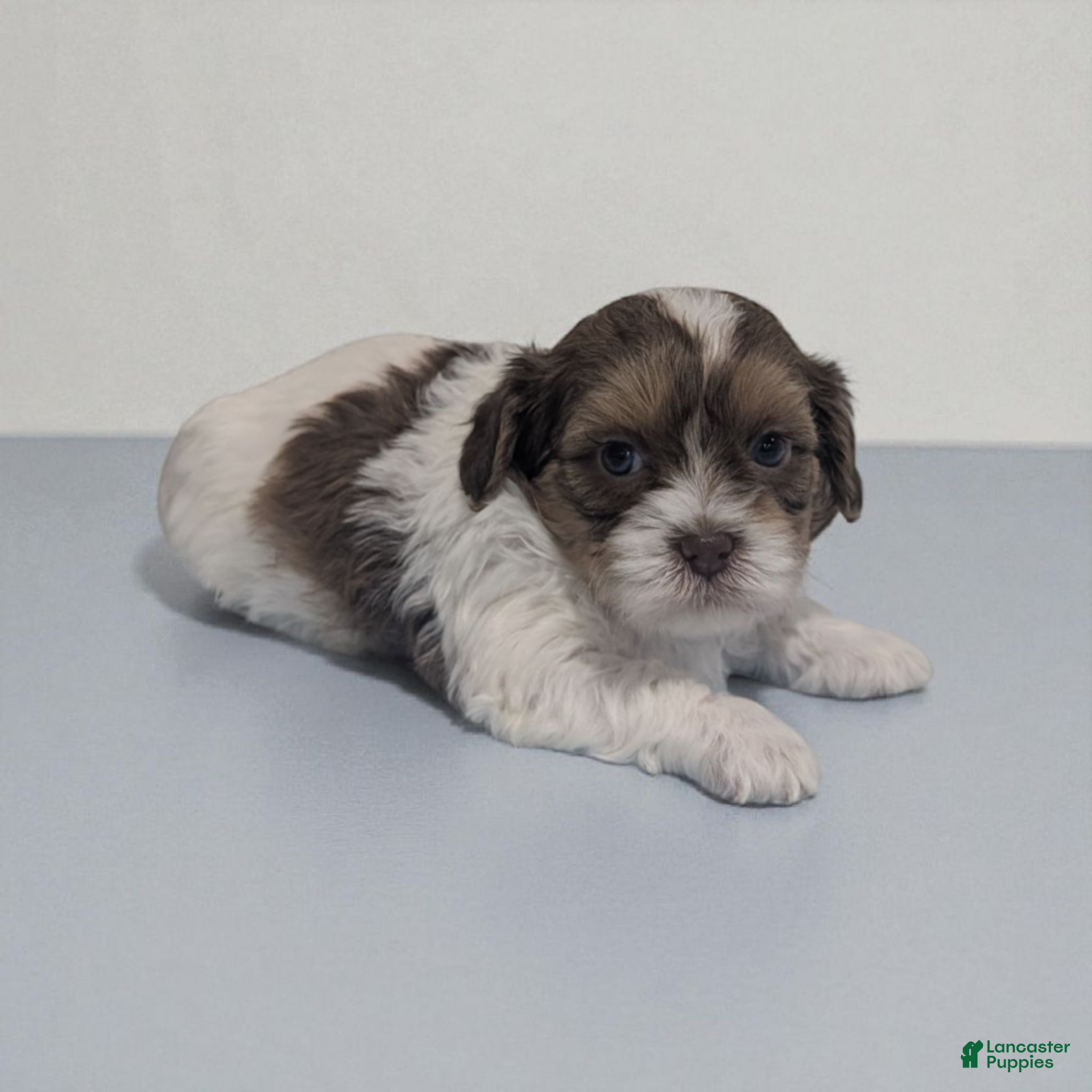 Shihpoo dogs Asher - Ad 26