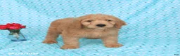 Goldendoodle dogs for sale: Teddy - Ad 2