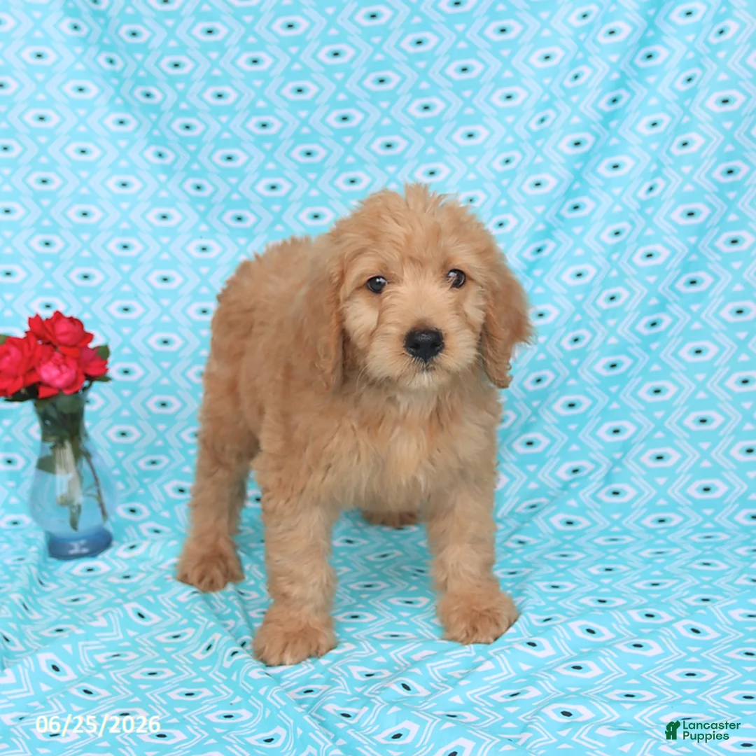 Goldendoodle dogs for sale: Teddy - Ad 2