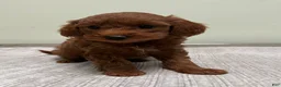 Mini Goldendoodle dogs for sale: Cindy - Ad 5