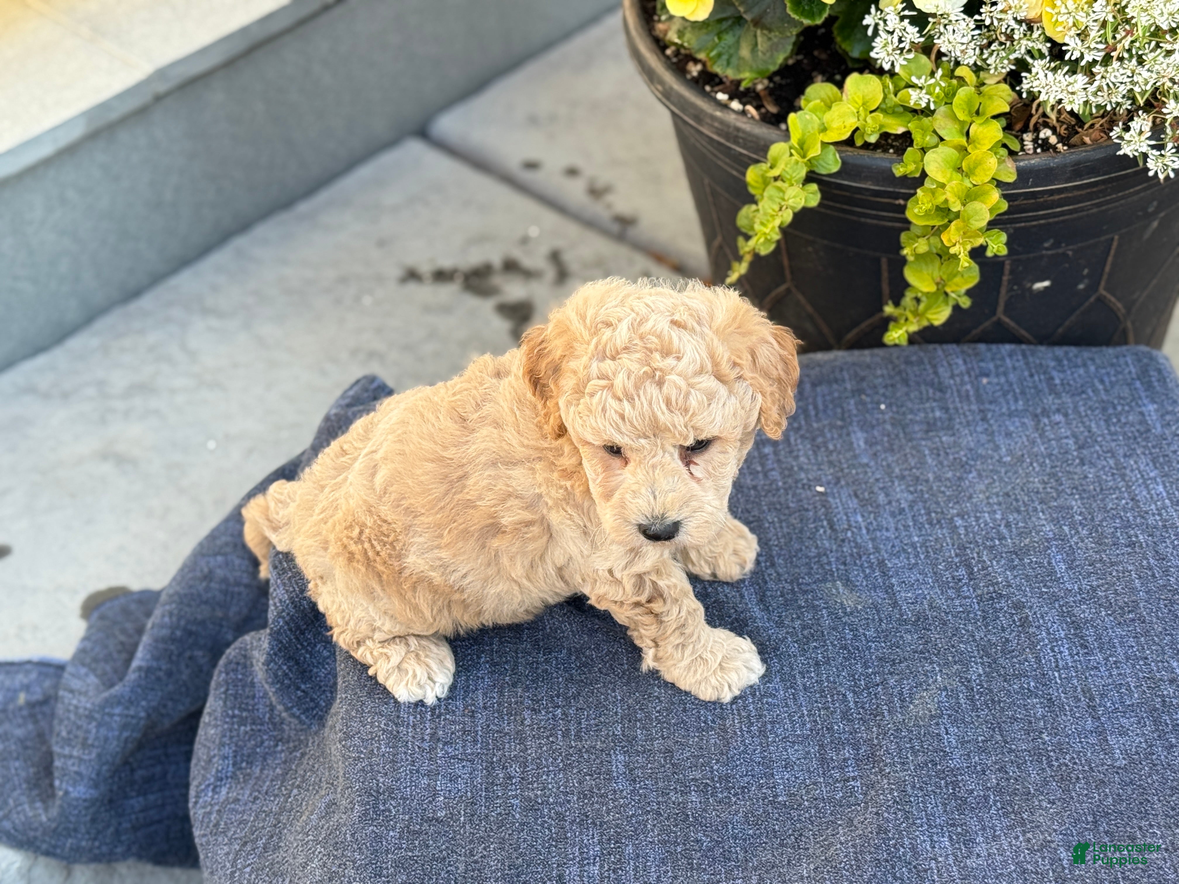 Bichpoo dogs Ford - Ad 2