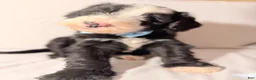 Sheepadoodle dogs for sale: Sheepadoodle Puppy 3 - Ad 6