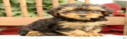 Morkie dogs for sale: DJ - Ad 1