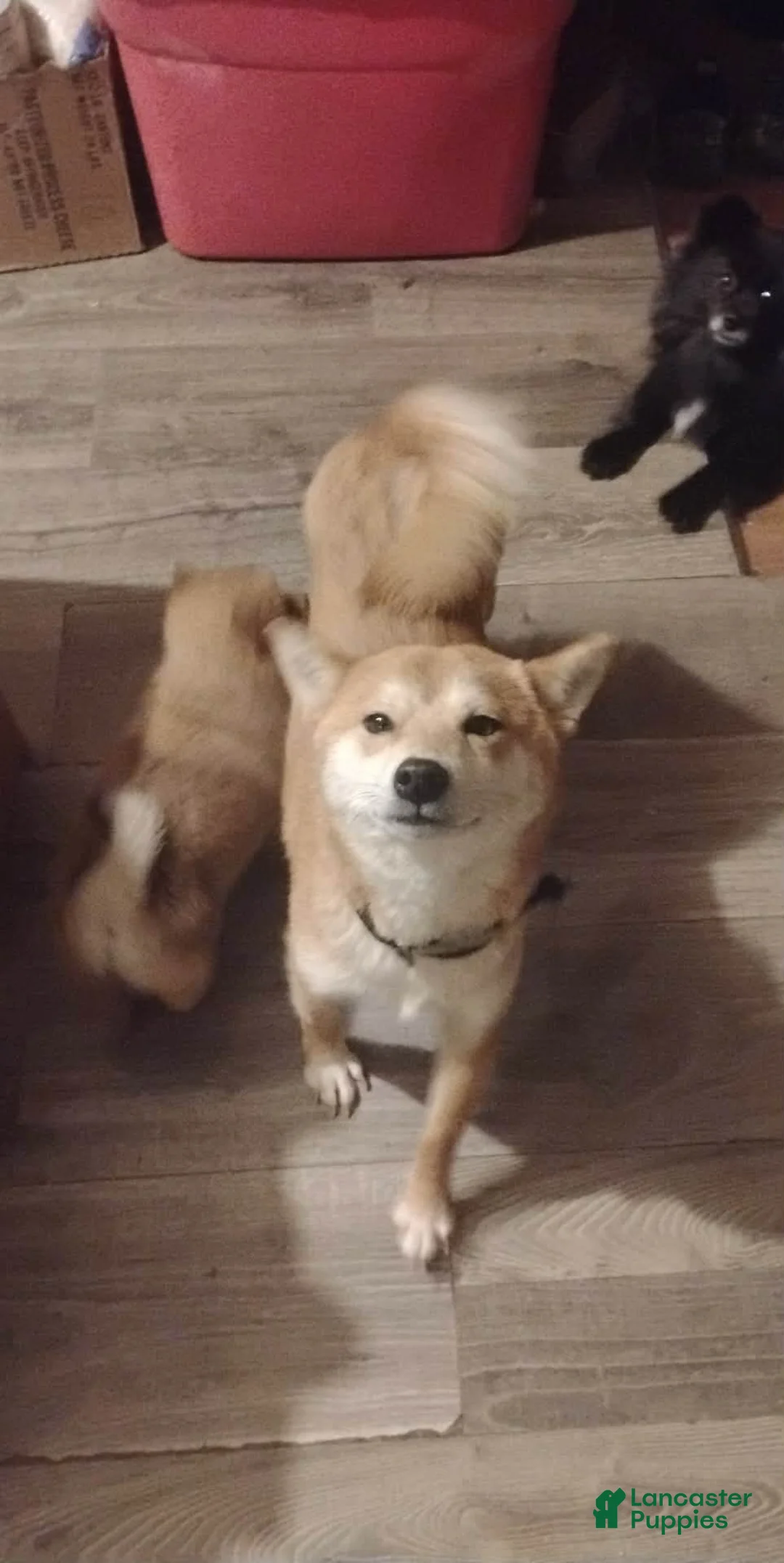 Mixed Breed dogs for sale: Mixed Breed Puppy 1 - Ad 13