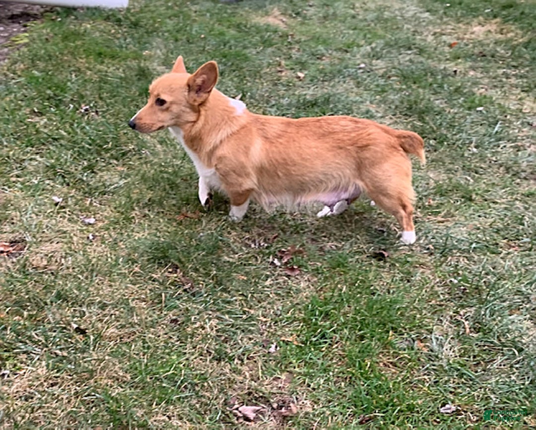 Welsh Corgi Pembroke dogs for sale: Charlie - Ad 4