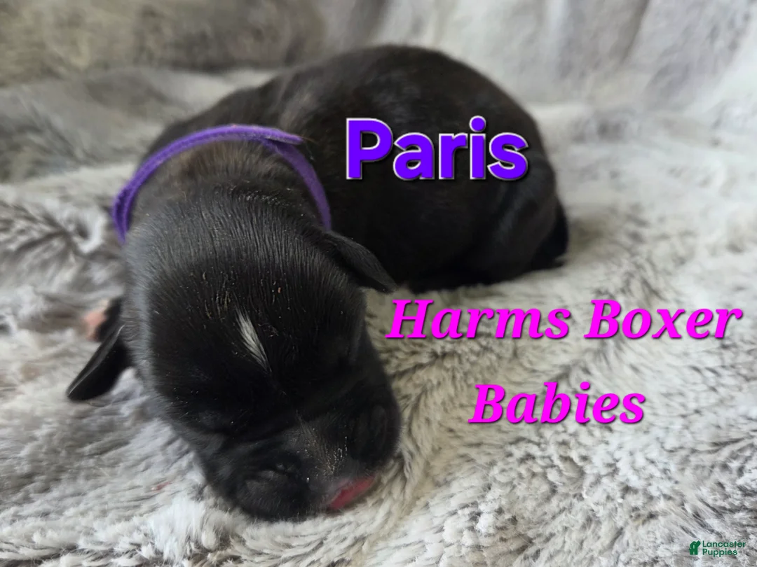 Boxer dogs for sale: Paris - Ad 2