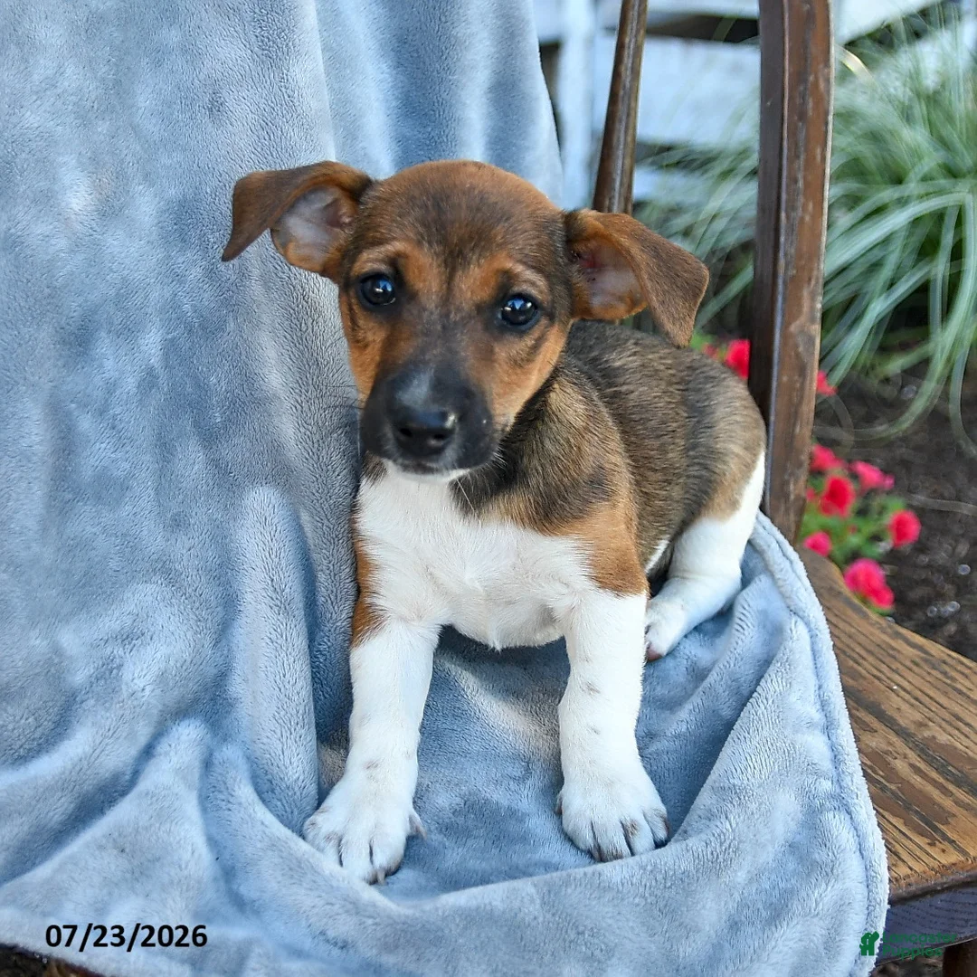 Jack Russell Terrier dogs for sale: Noelle - Ad 2