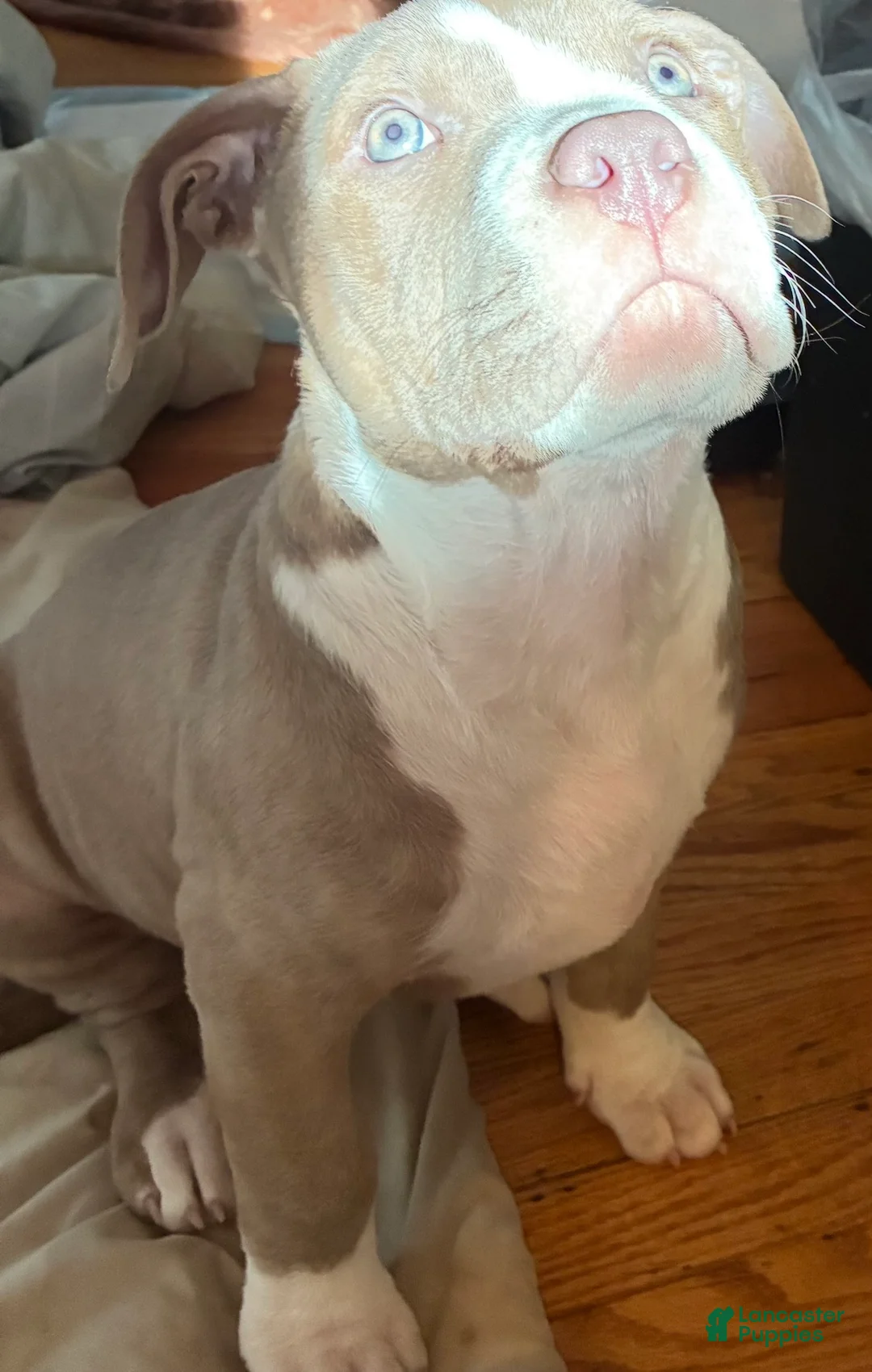 American Bully dogs for sale: Effie - Ad 1