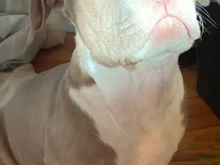 American Bully dogs for sale: Effie - Ad 3