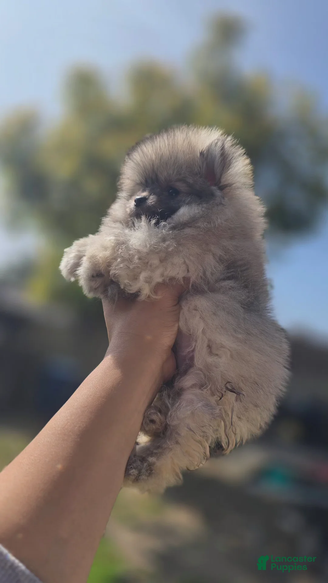 Pomeranian dogs for sale: Pomeranian Puppy 2 - Ad 2
