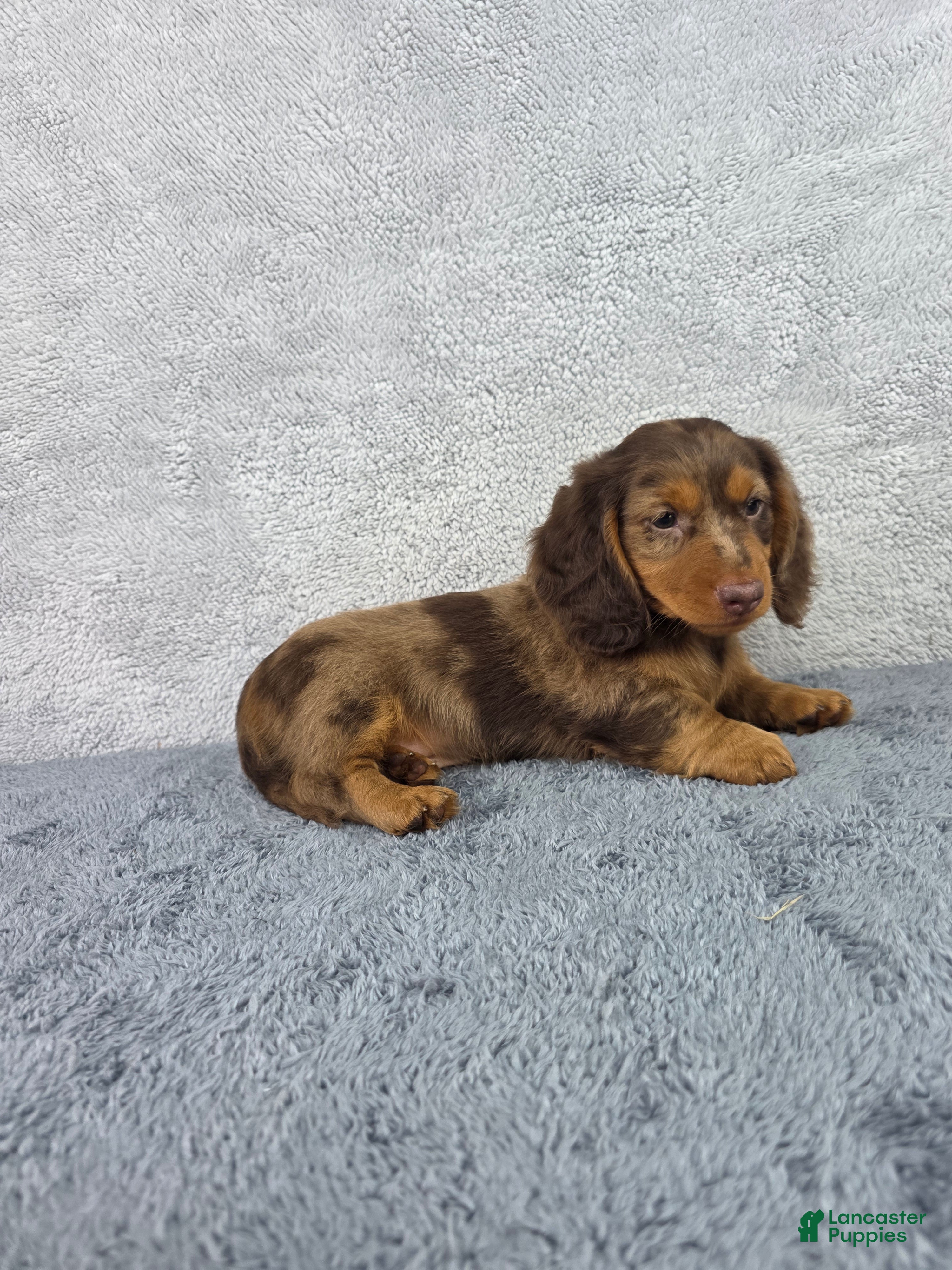 Miniature Dachshund dogs Dash - Ad 2