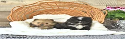 Pomeranian dogs for sale: Alex - Ad 5