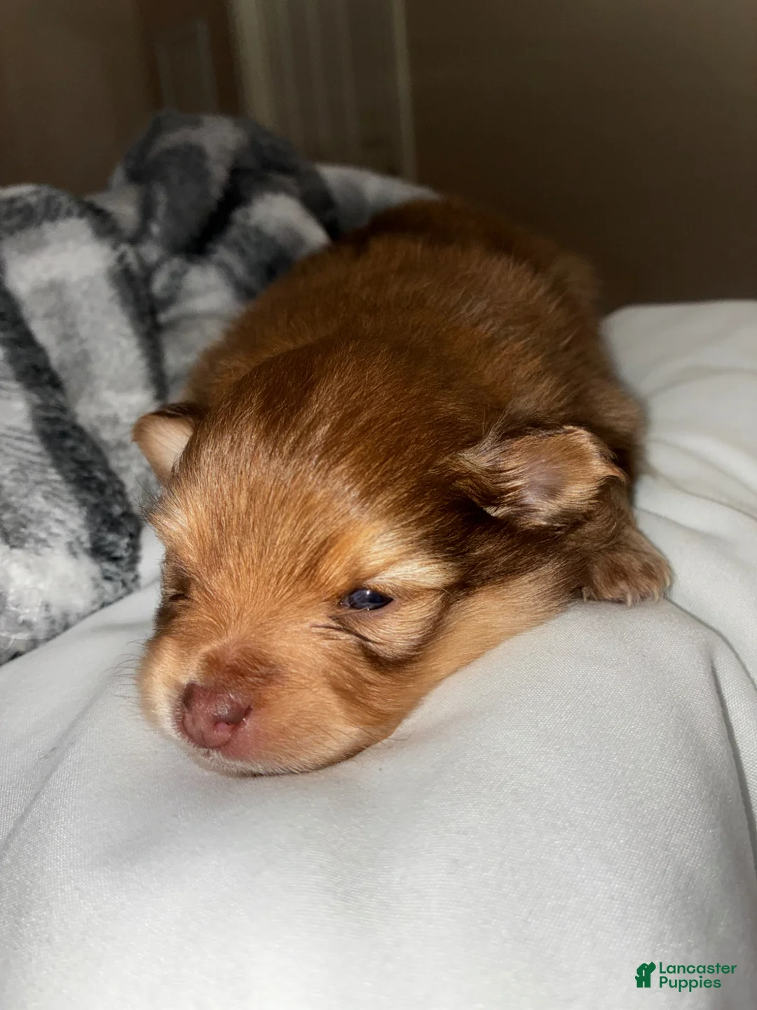 Pomsky dogs for sale: Pomsky Puppy 1 - Ad 1