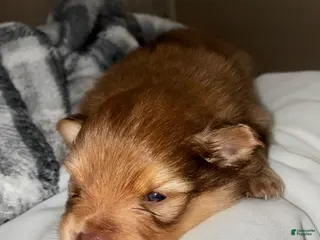 Pomsky dogs Pomsky Puppy 1 - Ad 10