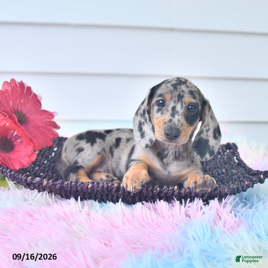 Miniature Dachshund dogs Ferris - Ad 2