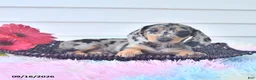 Miniature Dachshund dogs for sale: Ferris - Ad 2