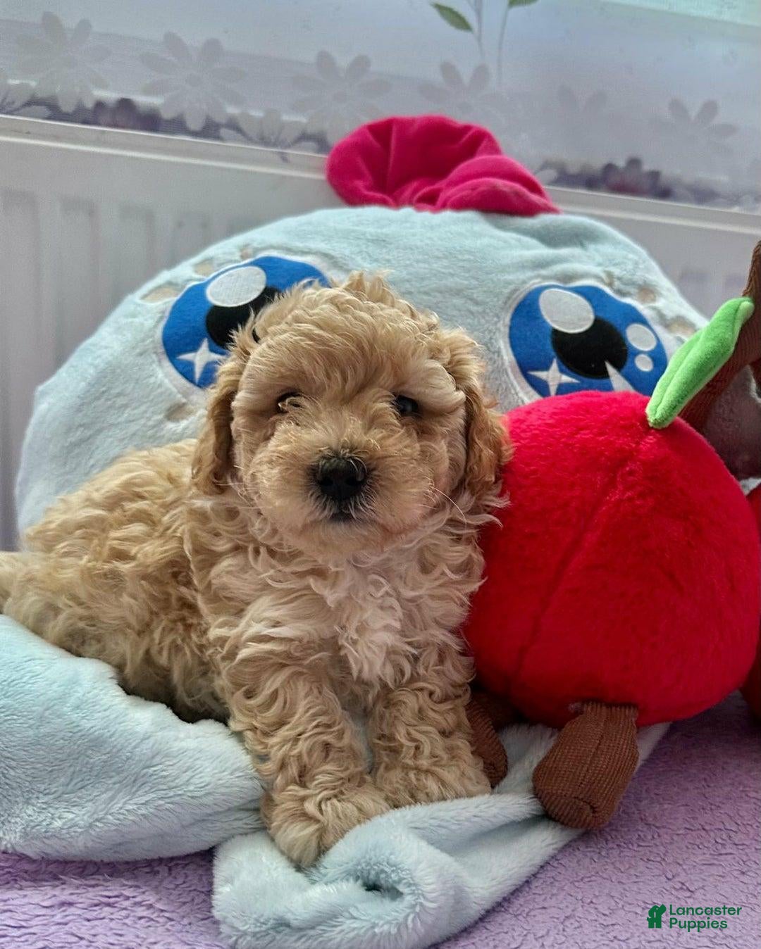 Maltipoo dogs Jerry - Ad 4