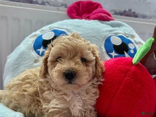 Maltipoo dogs Jerry - Ad 4
