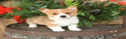 Welsh Corgi Pembroke dogs for sale: Archie - Ad 2