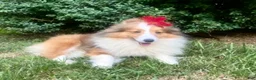 Shetland Sheepdog dogs for sale: Sylvan  - Ad 12
