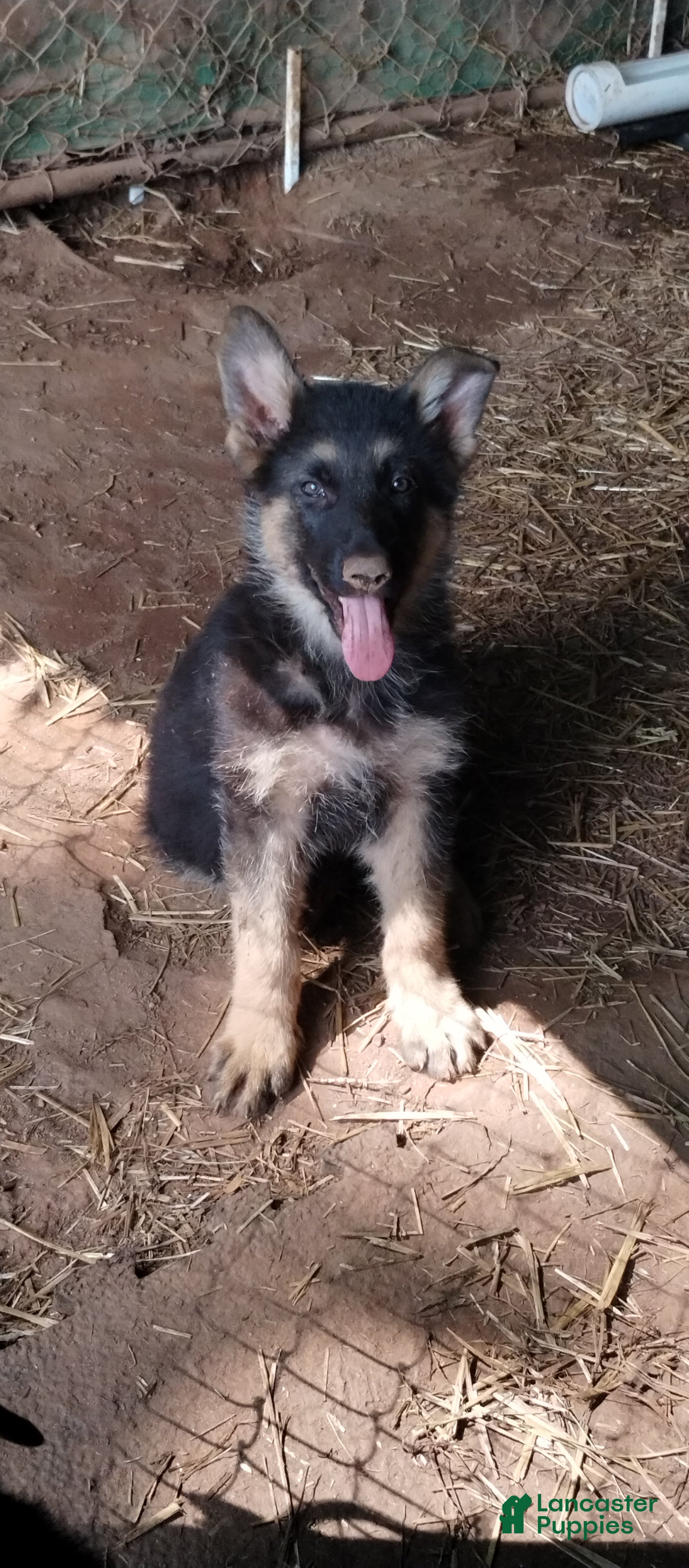 German Shepherd dogs for sale: German Shepherd Puppy 2 - Ad 2