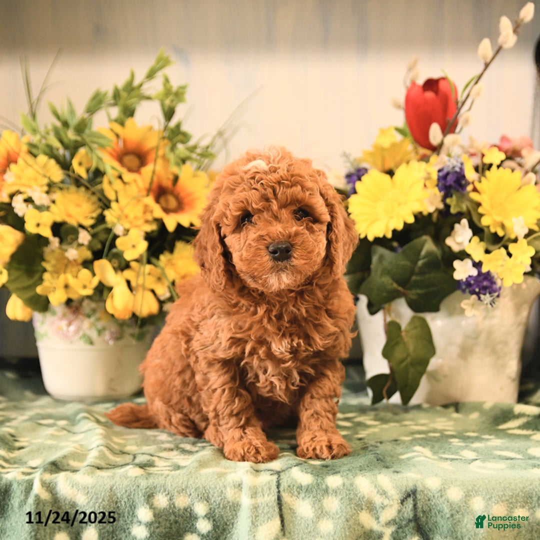 Miniature Poodle dogs for sale: Lucky - Ad 1