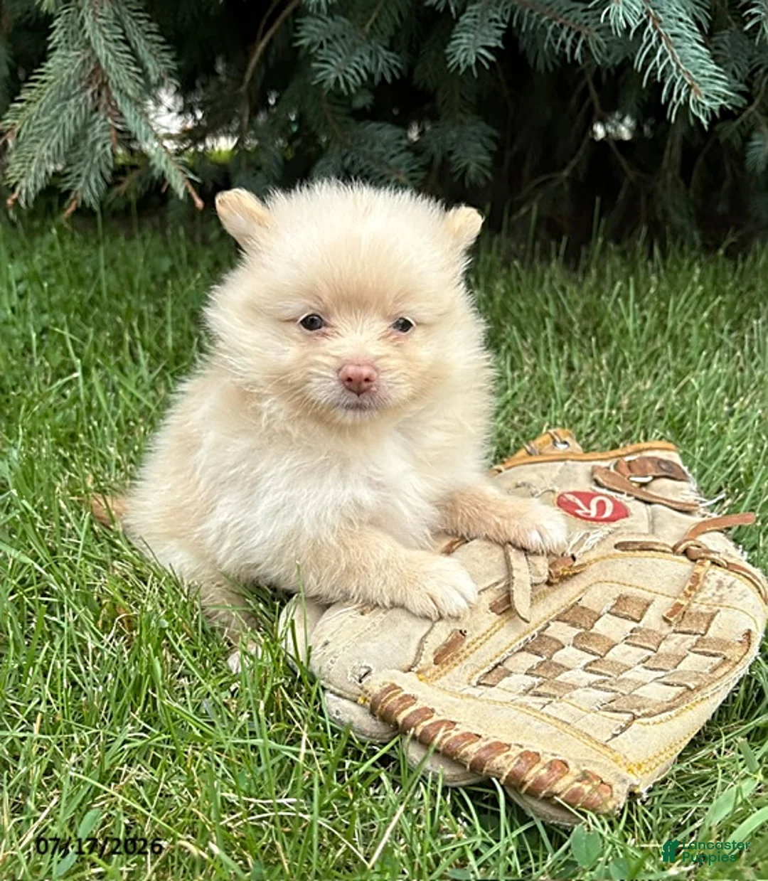 Pomeranian dogs for sale: Piper - Ad 2