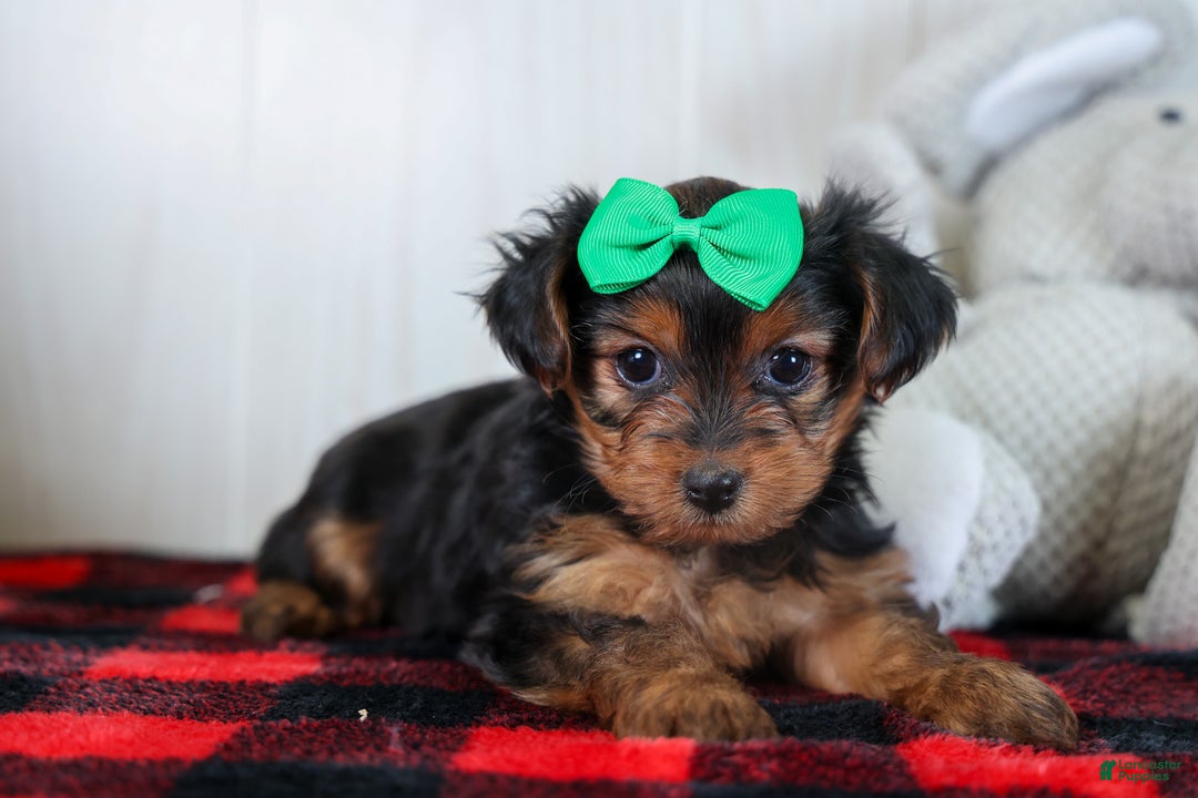 Yorkshire Terrier dogs for sale: CHLOE - Ad 1