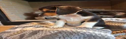 Beagle dogs for sale: Luna - Ad 6