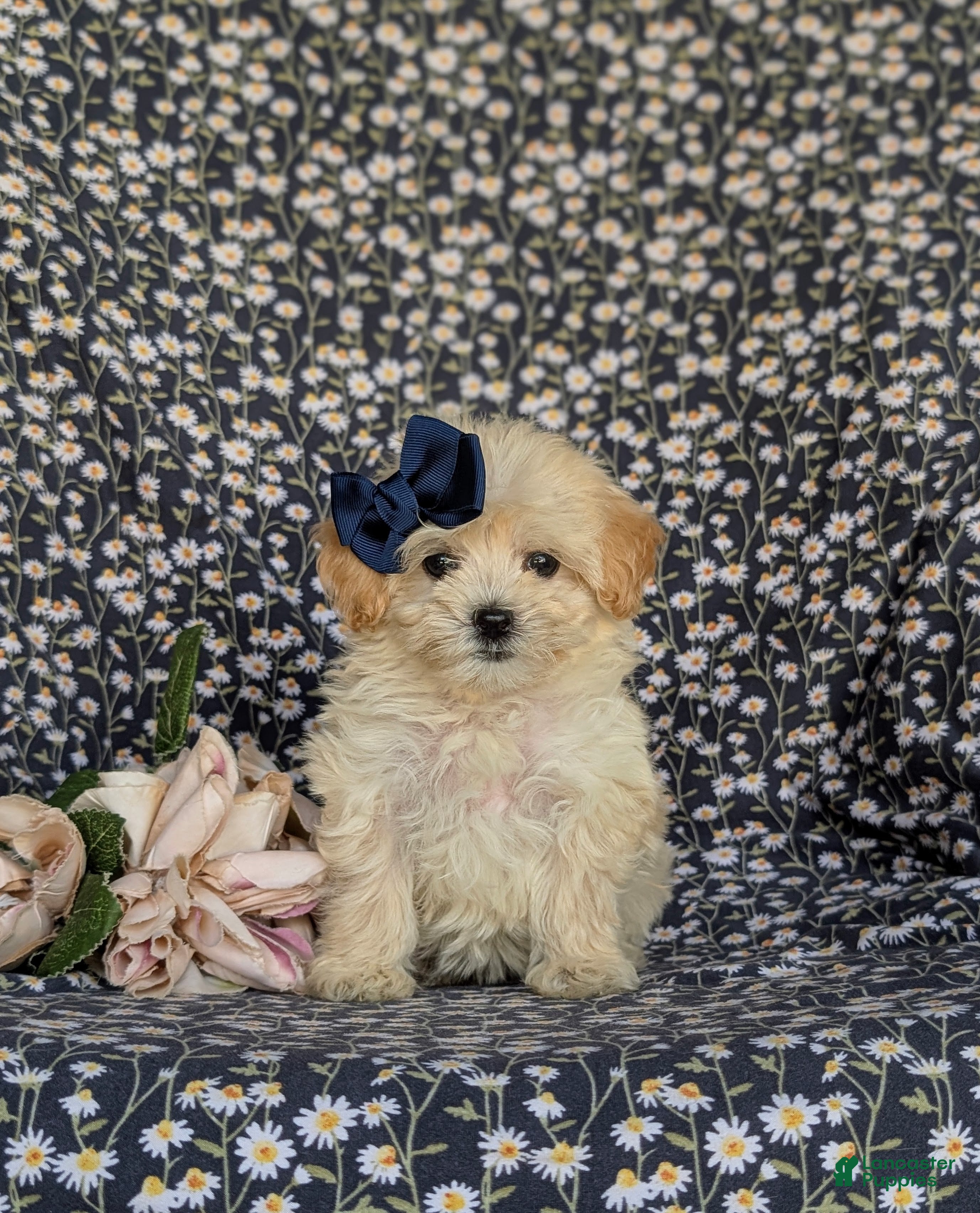 Maltipoo dogs Buffy 8 lbs Full Grown - Ad 2