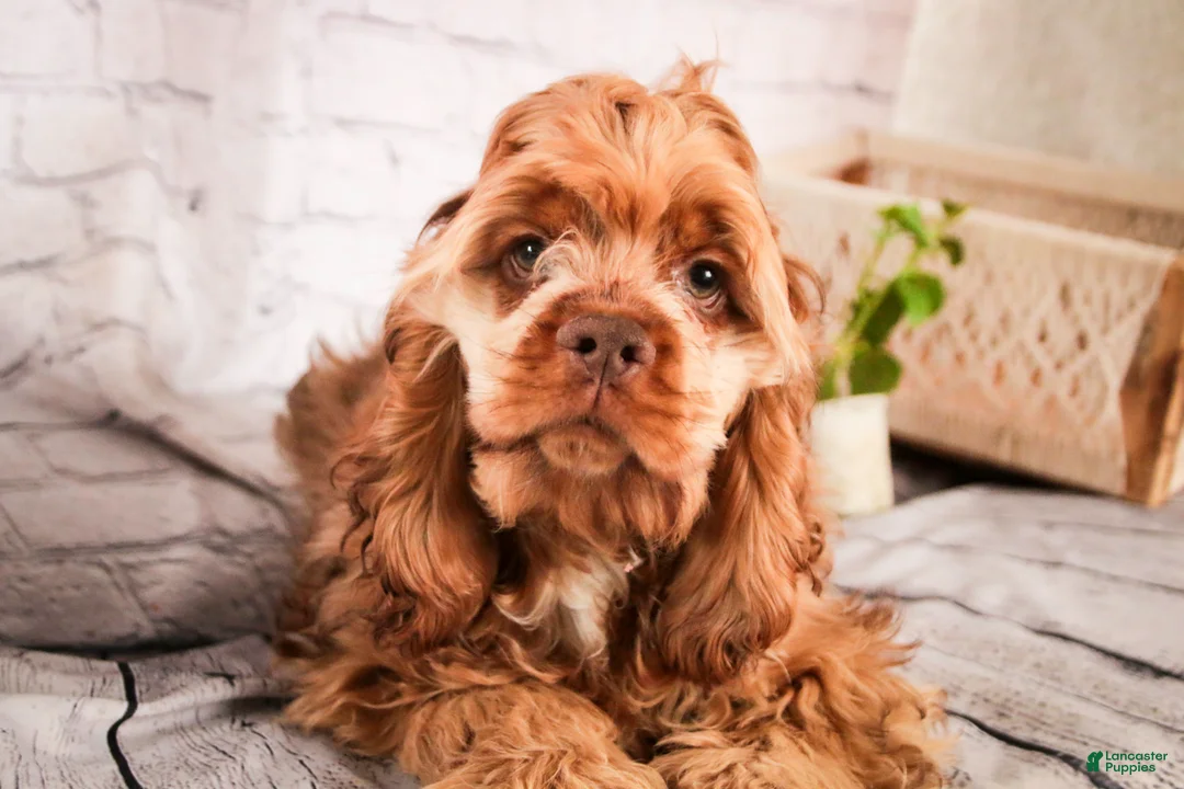 Cocker Spaniel dogs for sale: Avery - Ad 2
