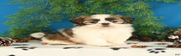 Shih Tzu dogs for sale: Cinnamon - Ad 5